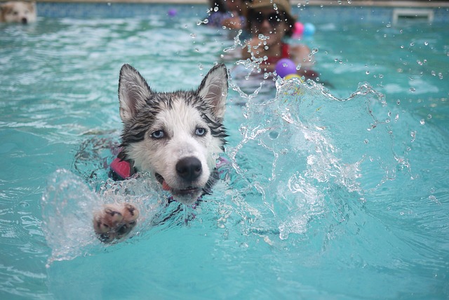 pes se koupe